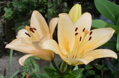 nature plant garden