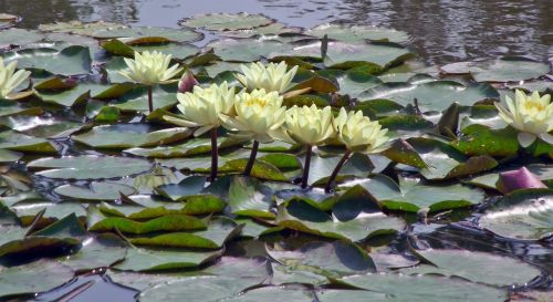 nature flower water lily