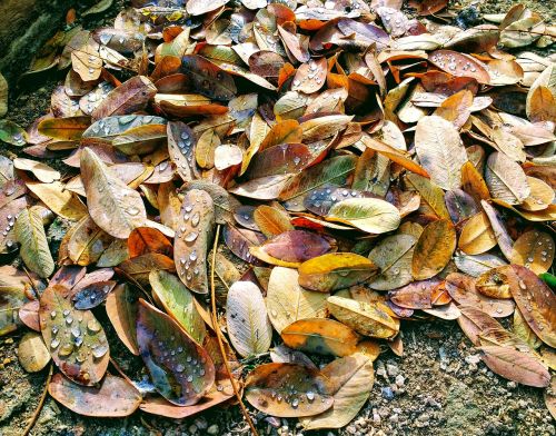 nature texture leaves