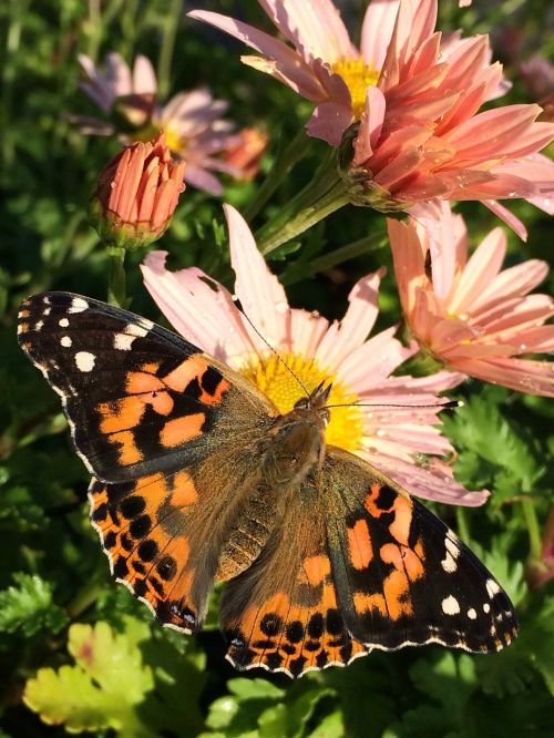 nature butterfly insect