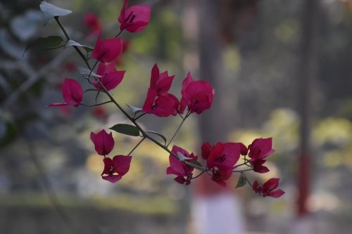 nature flora flower