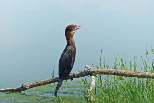 nature bird cormorant
