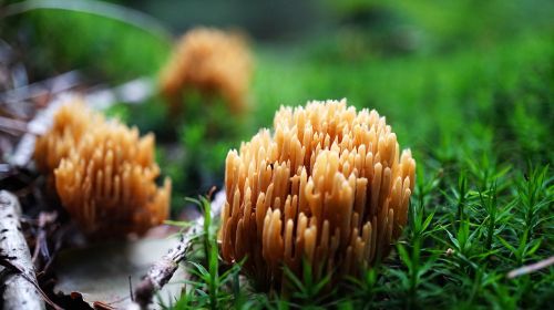 nature plant mushroom