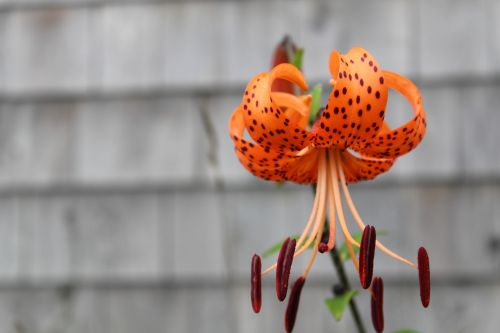 nature flower tiger lily