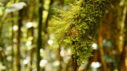 nature leaf flora