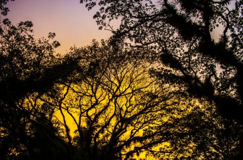 nature tree landscape