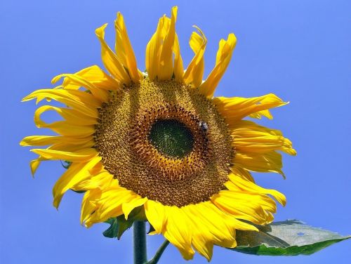 nature flower plant