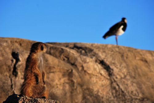 nature wild life open air