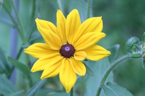 nature plant flower