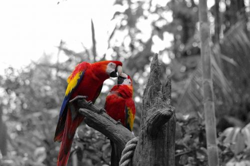 nature birds tree