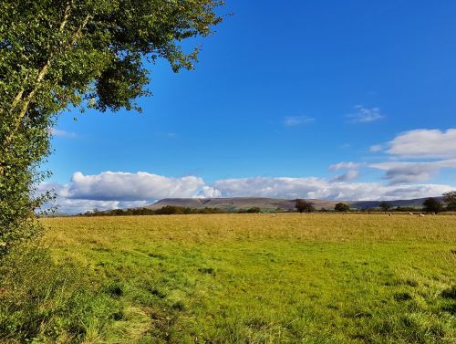 nature landscape grass