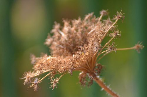 nature flora flower