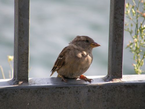 nature outdoors little bird