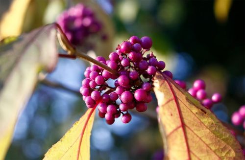 nature plant flower