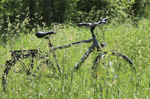 nature wood grass