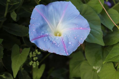 nature plant flower