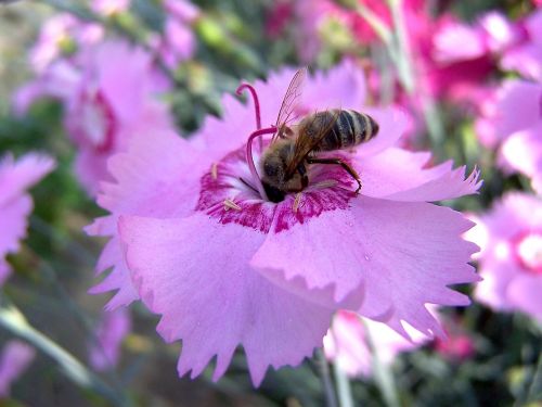 nature flower plant