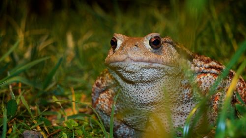 nature animals a toad