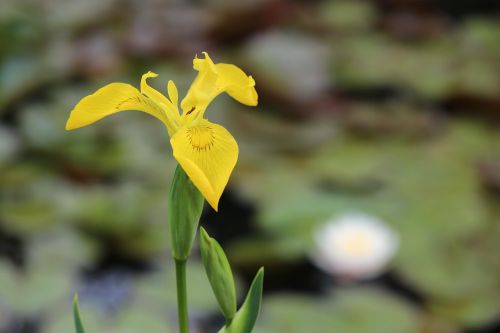 nature flower plant