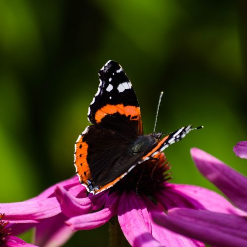 nature butterfly insect