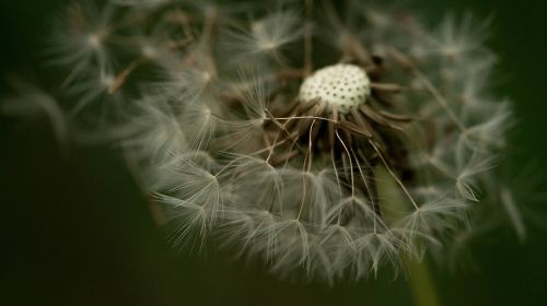 nature plant growth