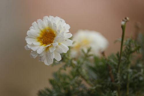 nature flora flower