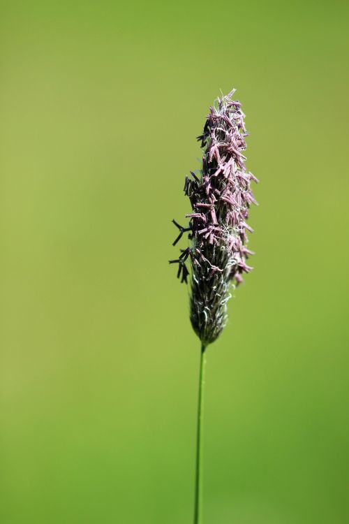 nature plant leaf