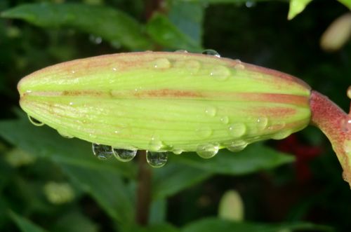 nature plant garden