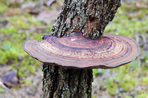 nature tree mushroom