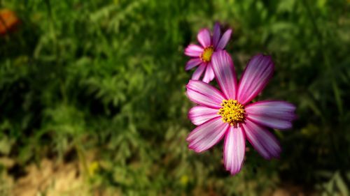 nature summer flora