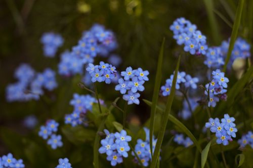 nature flower plant