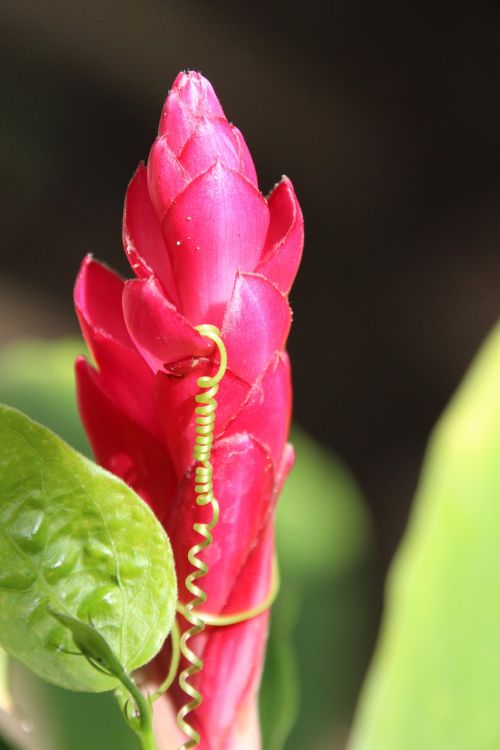 nature flower red