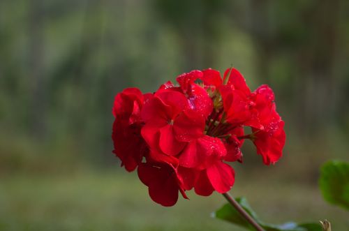 nature flower flora