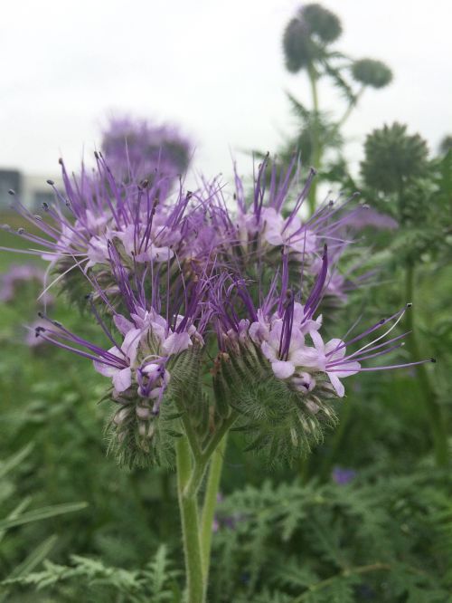 nature flower flora