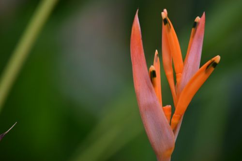 nature plant outdoors