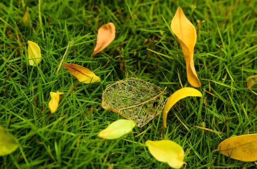 nature grass leaf