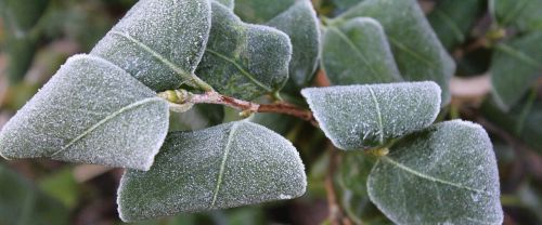 nature frost leaf