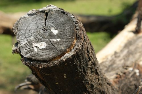 nature tree wood
