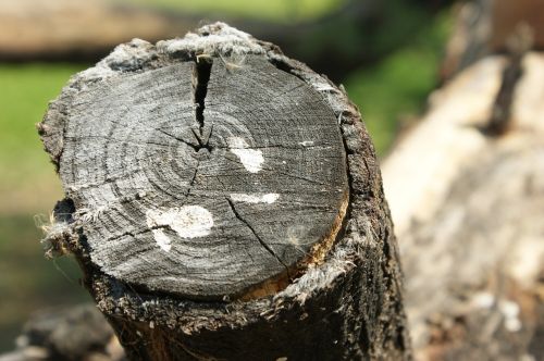 nature tree log wood