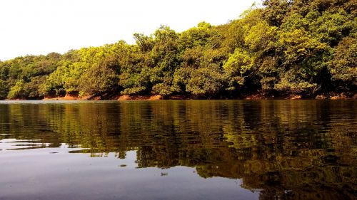 nature water tree