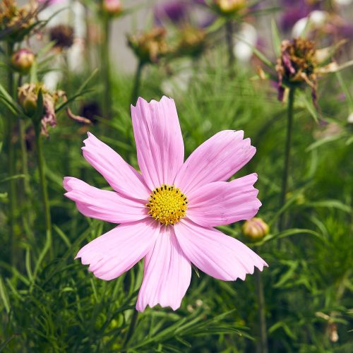 nature flower summer