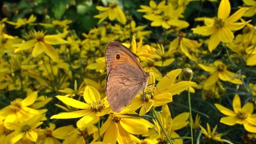 nature flower butterfly