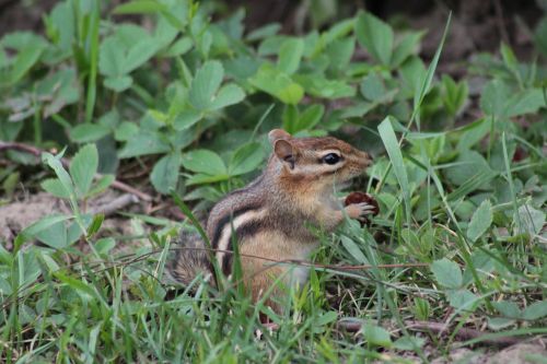 nature wild life outdoors