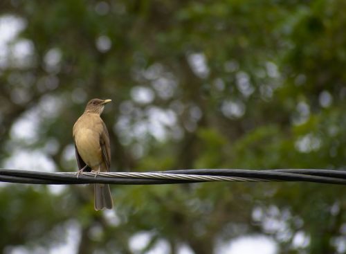 nature bird wildlife