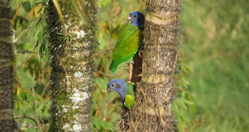 nature birds animalia