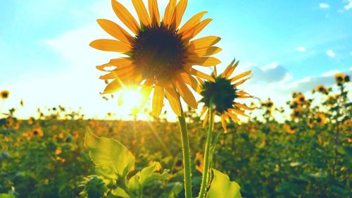 nature summer flora