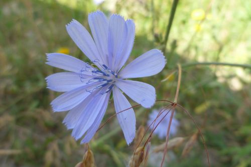 nature plant flower