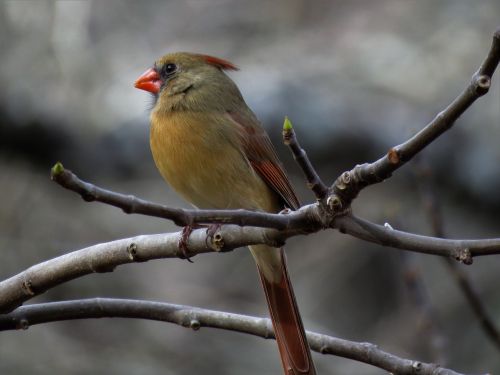 nature bird outdoors