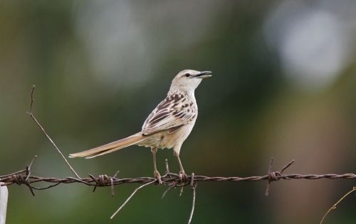 nature bird wildlife