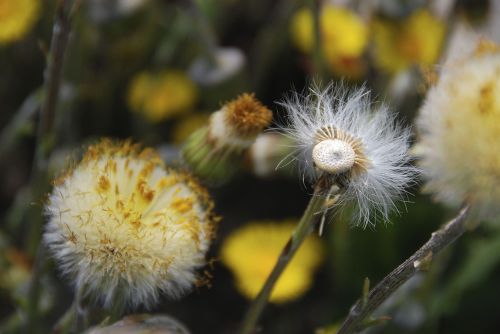 nature plant flower